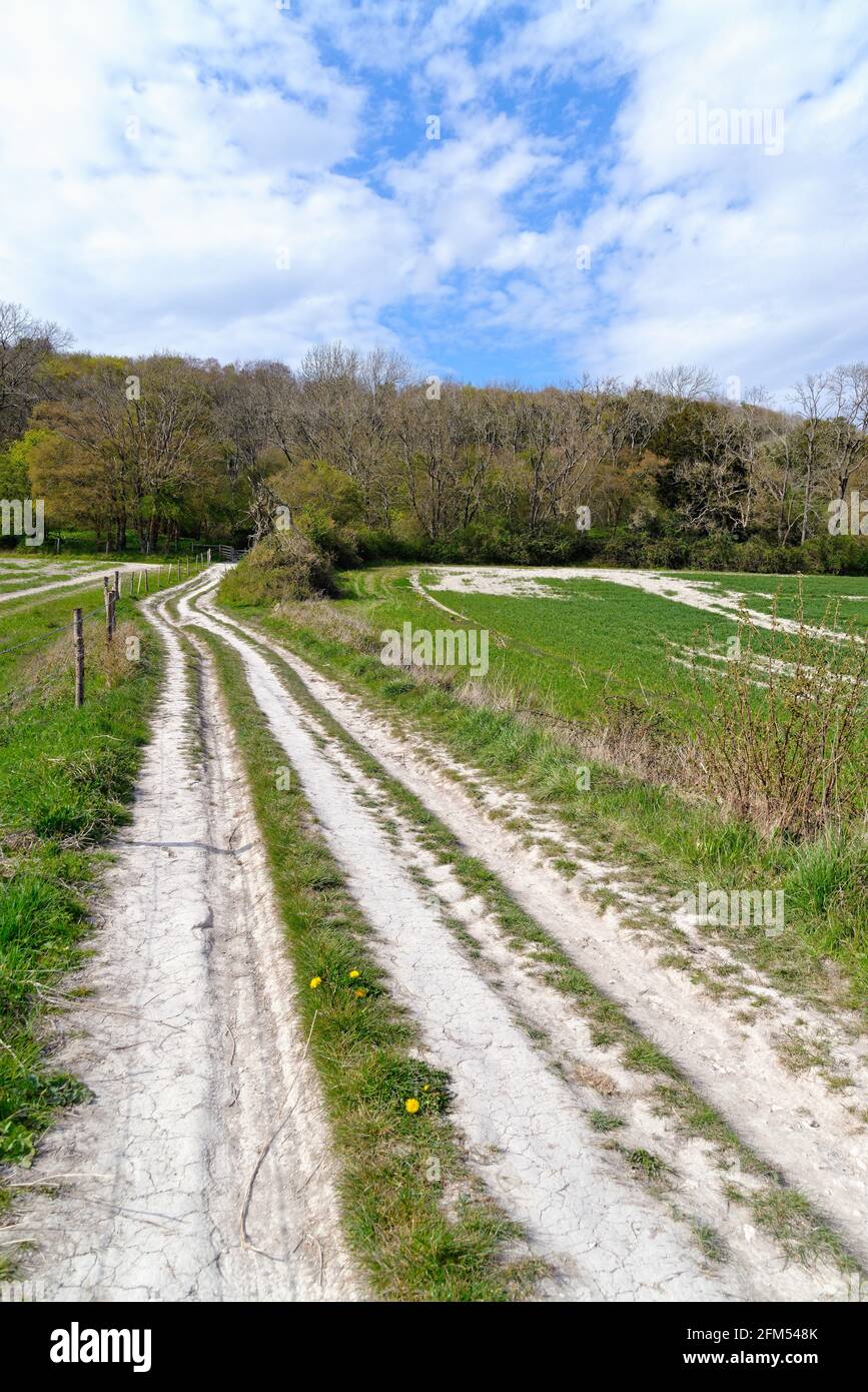 Una pista di gesso che conduce ai North Downs nel Surrey Hills in una giornata primaverile vicino a Dorking England UK Foto Stock