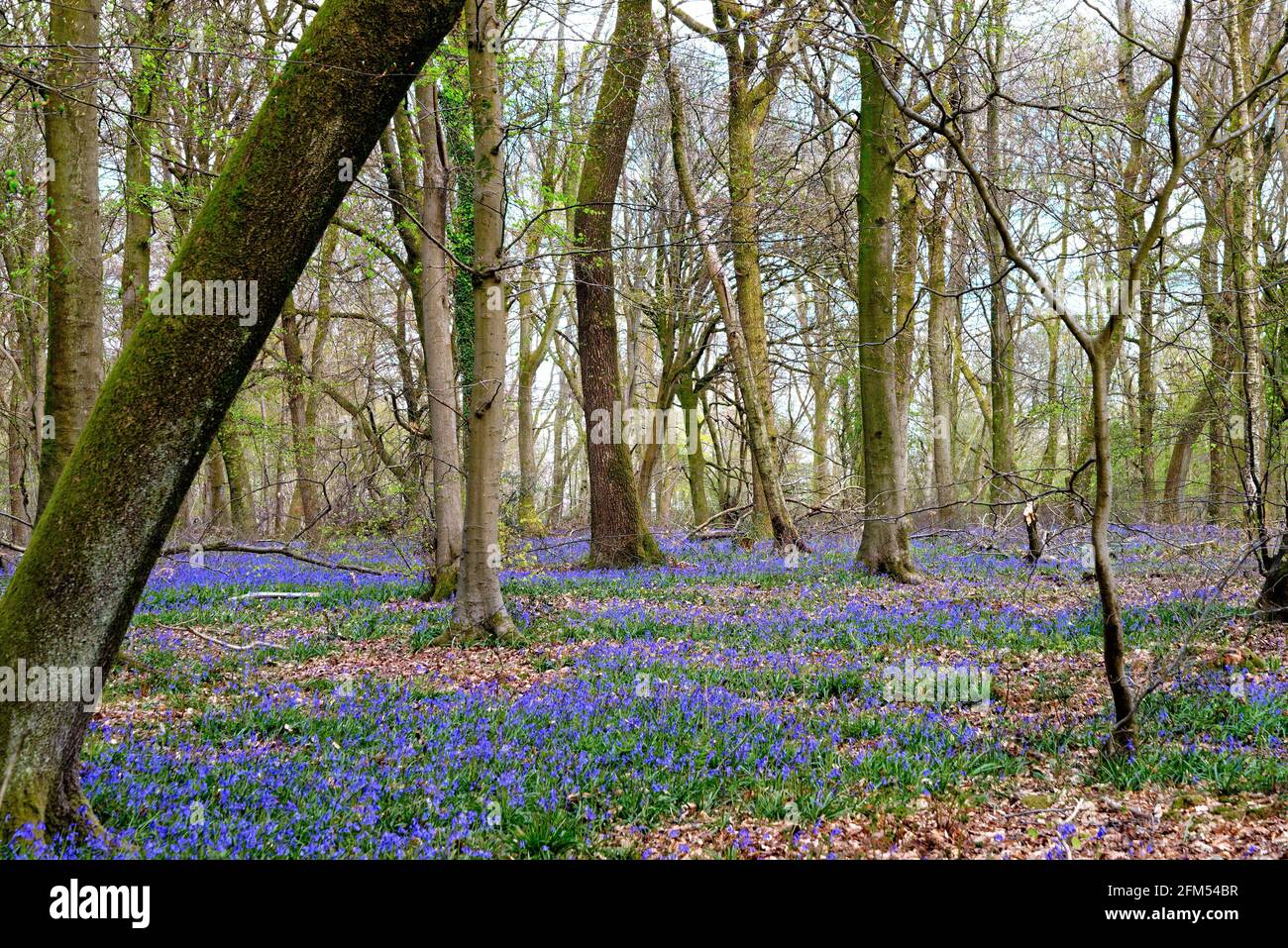 Bluebells in un bosco sulle colline del Surrey di North Downs Vicino a Dorking England UK Foto Stock