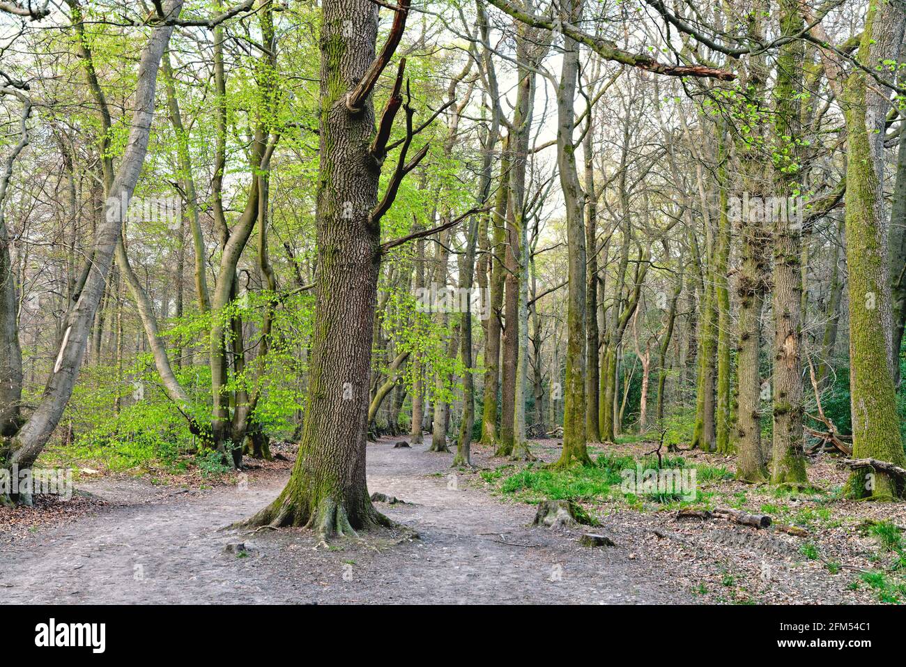 Boschi di faggio sulle North Downs nel Surrey Colline in un giorno di primavera vicino Dorking Surrey Inghilterra UK Foto Stock