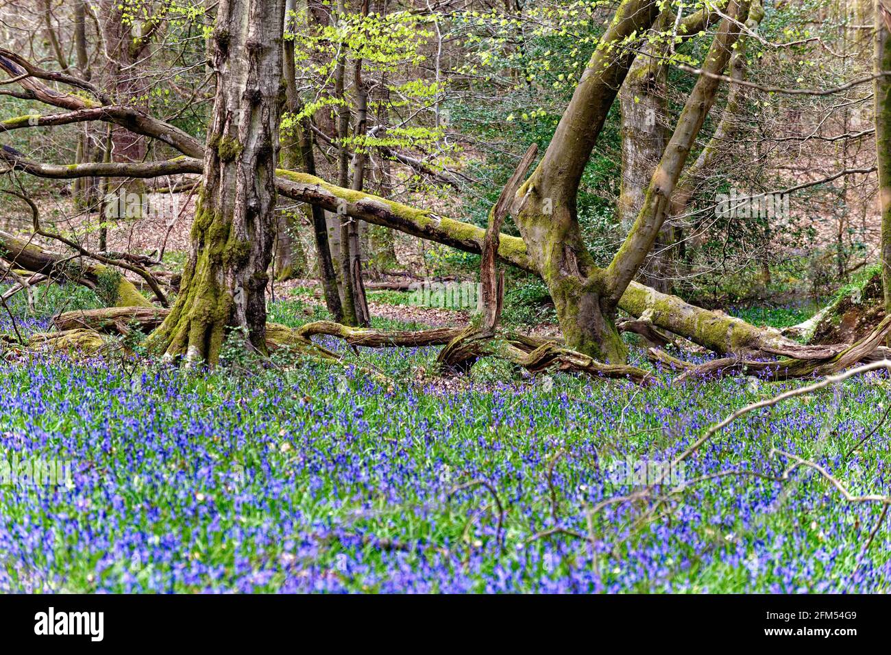 Bluebells in un bosco sulle colline del Surrey di North Downs Vicino a Dorking England UK Foto Stock