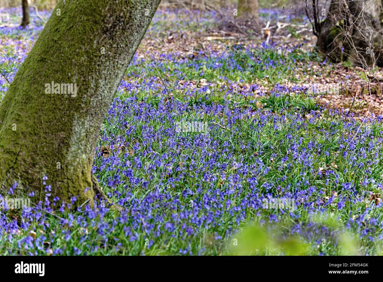 Bluebells in un bosco sulle colline del Surrey di North Downs Vicino a Dorking England UK Foto Stock