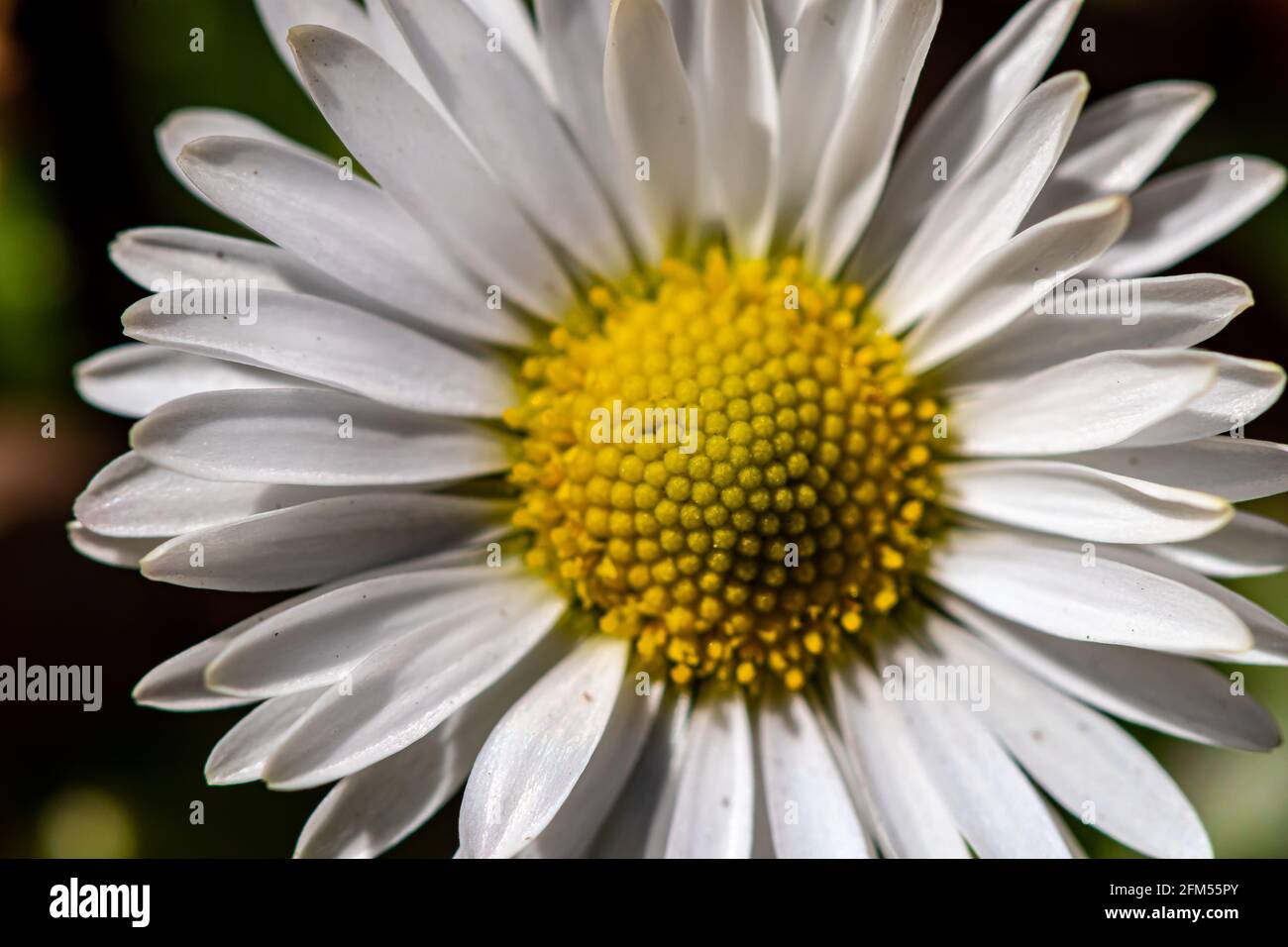 Daisy pianta nella foresta, macro Foto Stock