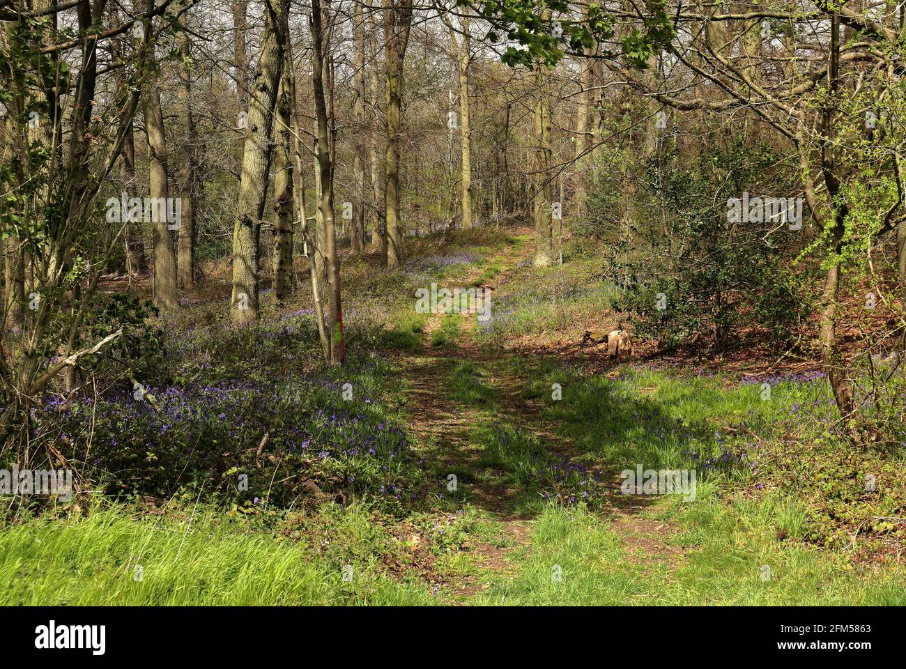 Sunshine appiccato su una pista inglese di Woodland nel Chiltern Colline fiancheggiate da Spring Bluebells Foto Stock