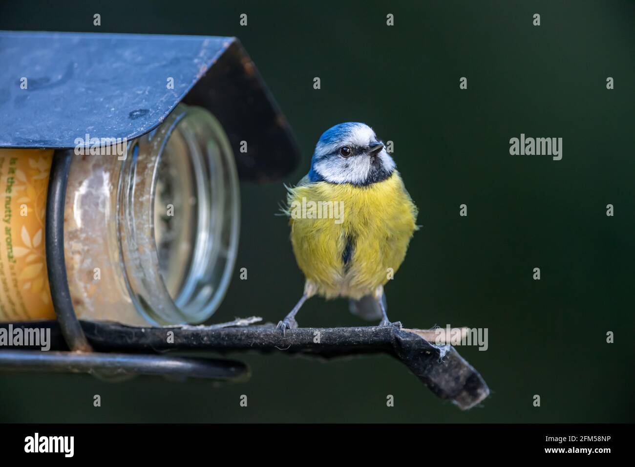 Un tit blu da un alimentatore di uccelli Foto Stock