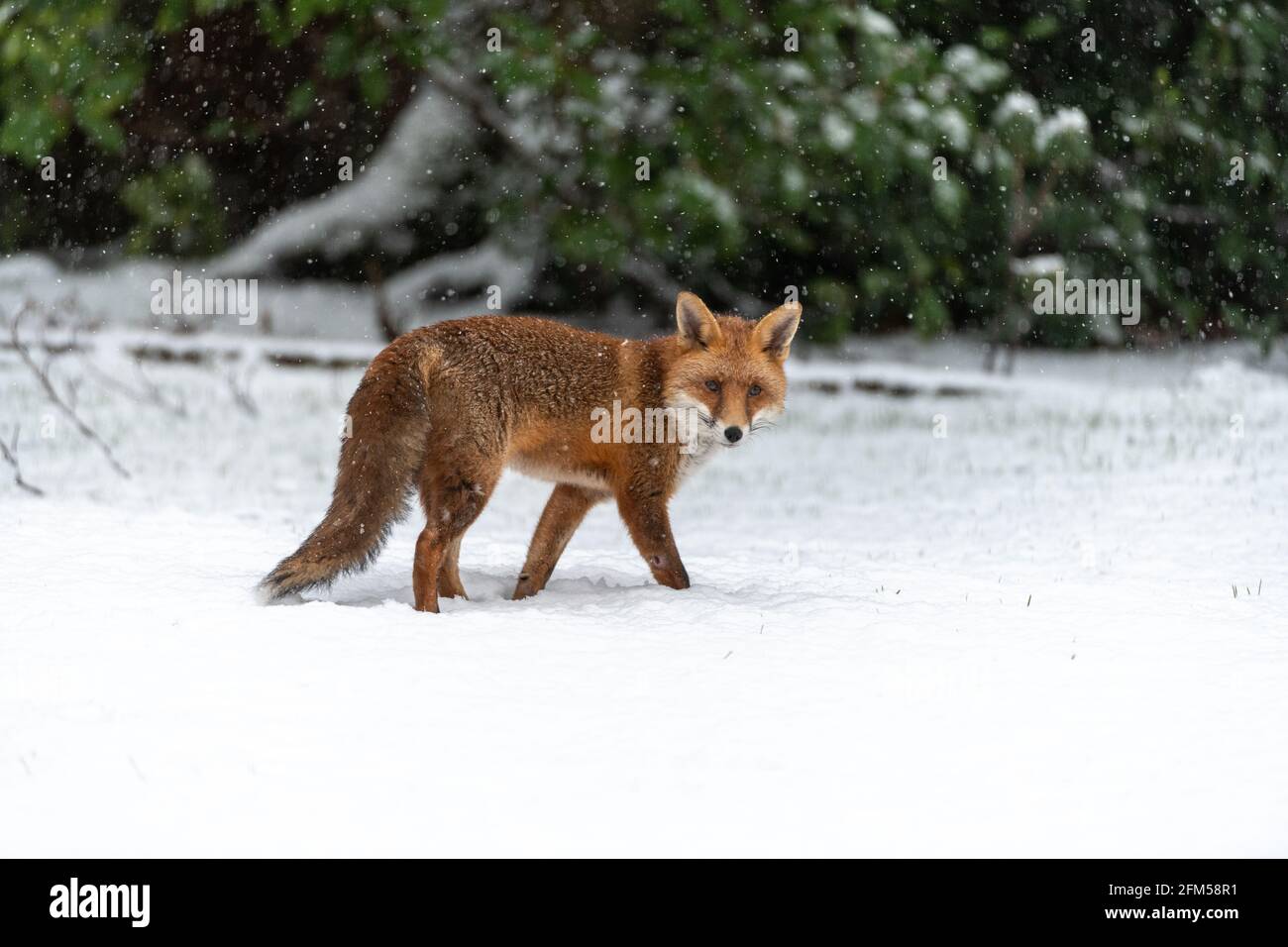 Una volpe urbana, con la sua spessa giacca invernale, catturata in una tempesta di neve Foto Stock