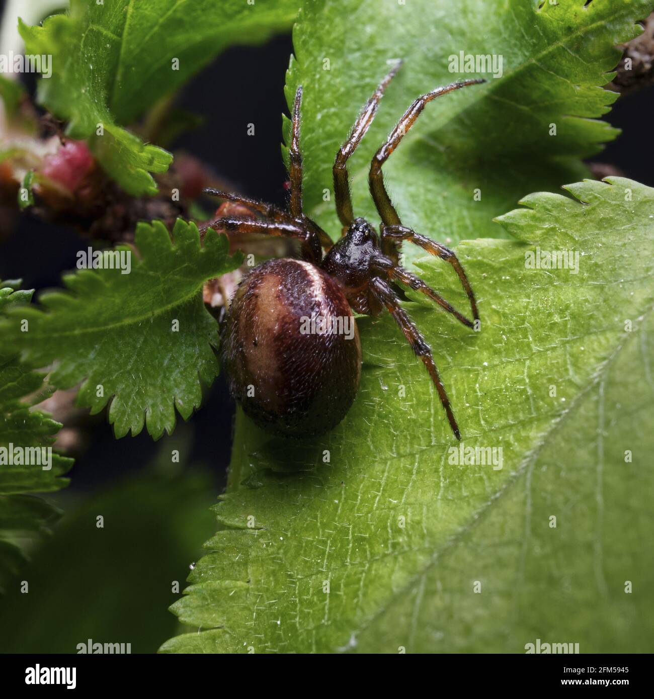 Nobile Falso Widow Spider Foto Stock