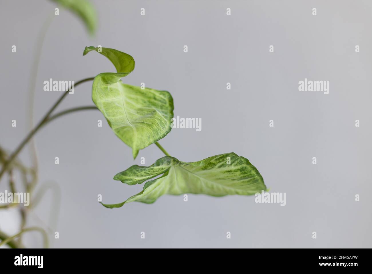 Pianta di liana di Syngonium su sfondo grigio. Svuotare la parete bianca e lo spazio per la copia Foto Stock