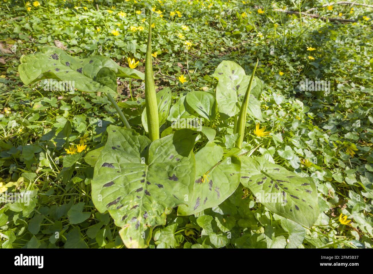 Lords and Ladies (Arum maculatum) conosciuto anche come pinta di cucù, che cresce su una riserva naturale nella campagna del Regno Unito Herefordshire. Maggio 2021 Foto Stock