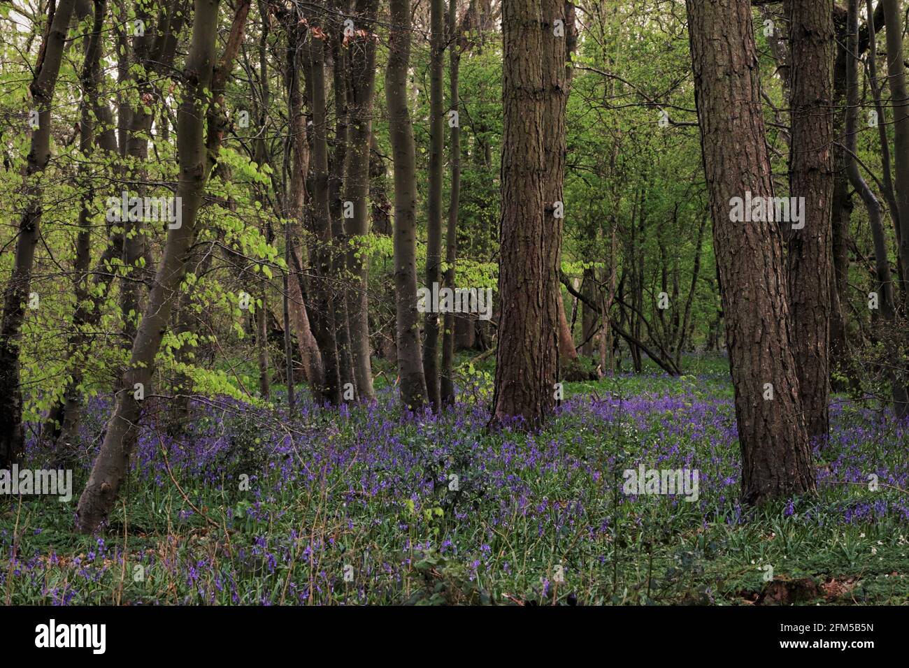 Bluebells tra gli alberi Foto Stock