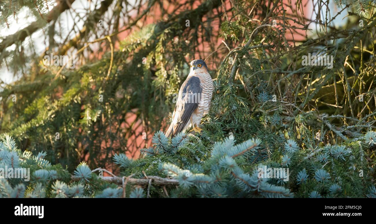 Sparrowwawk eurasiatico (accipiter nisus) arroccato in un albero di conifere in un giardino britannico. Habitat naturale dei falchi di Sparrow, uccelli rapaci britannici Foto Stock