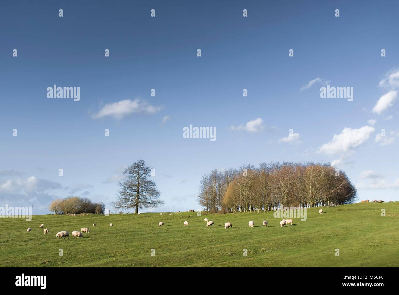 Agricoltura del Regno Unito, scena agricola. Pecore in campo in inverno (febbraio), con alberi su una collina e cielo blu. Buckinghamshire, Inghilterra Foto Stock