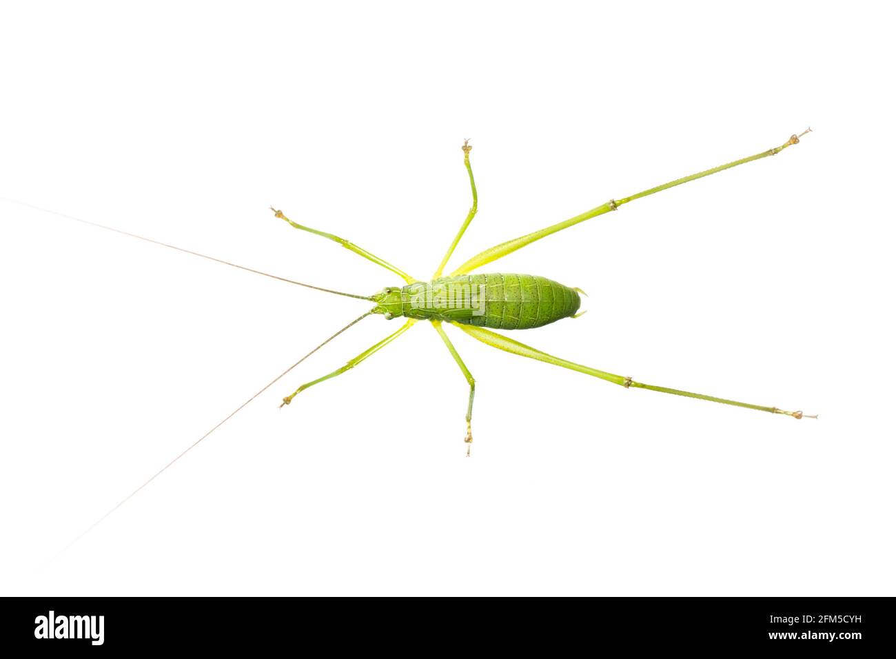 Immagine di cespuglio verde-cricket lungo cornuto gracshopper su sfondo bianco. Dalla vista dall'alto. Insetto. Animale Foto Stock