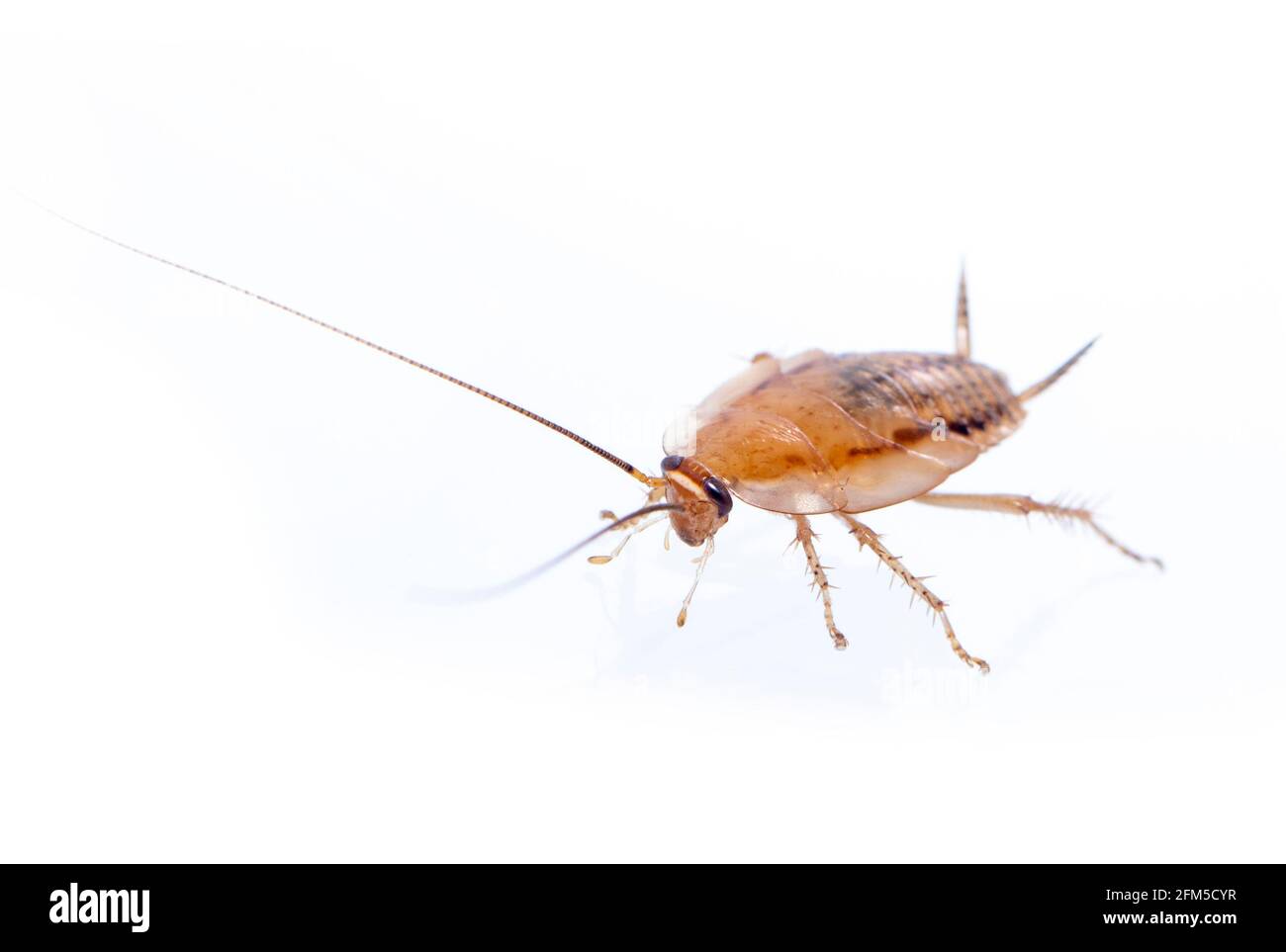 Immagine di scarafaggi di foresta marrone su sfondo bianco. Dalla vista laterale. Insetto. Animale Foto Stock