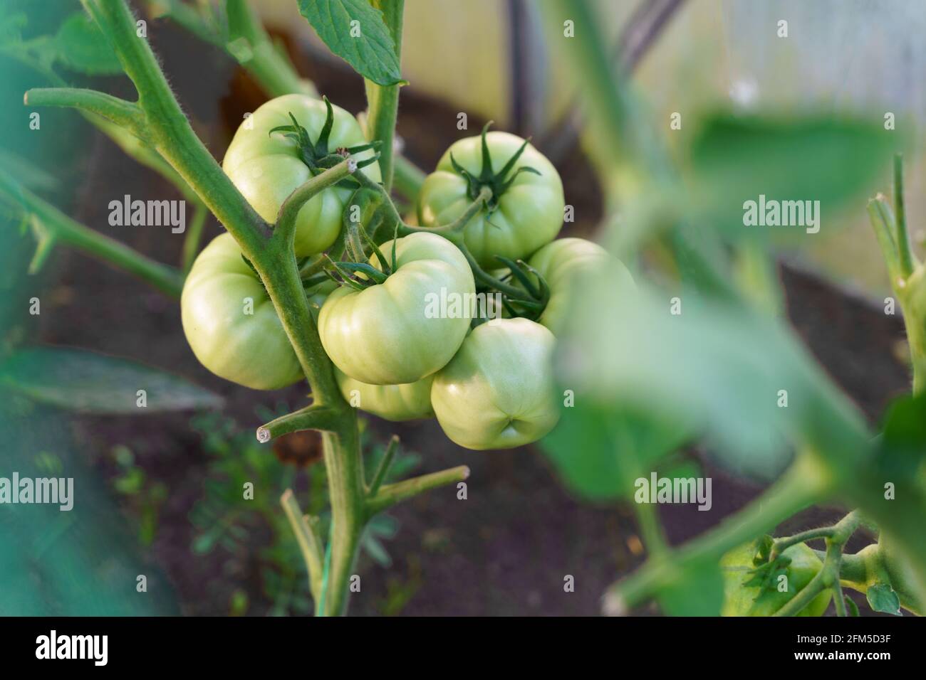 Pomodori verdi che crescono sul ramo con foglie verdi giardinaggio Foto Stock