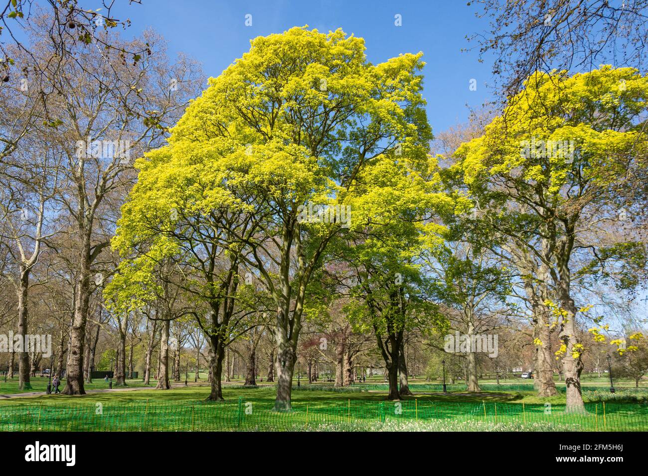 Green Park da Stable Yard, St James's City of Westminster, Greater London, Inghilterra, Regno Unito Foto Stock