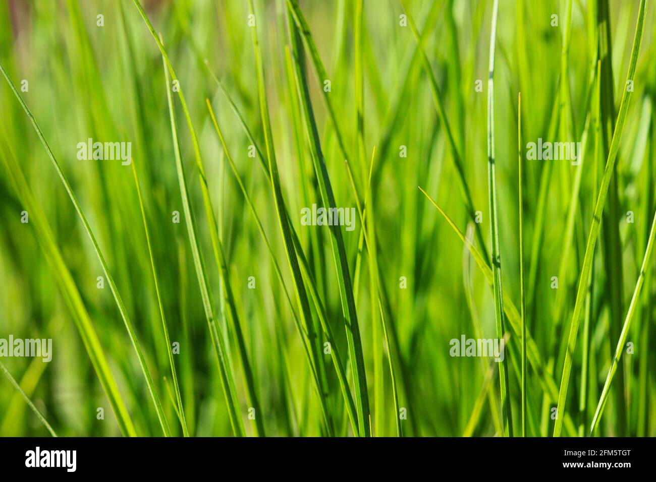Foglie di erba verde giovane come sfondo Foto Stock