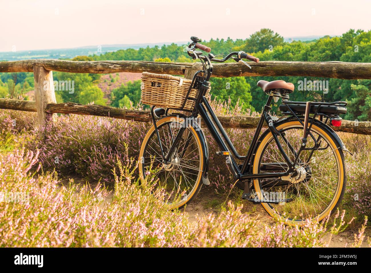 Bicicletta elettrica nera da carico con cesto nel parco nazionale olandese  il Veluwe con la fioritura della brughiera, i Paesi Bassi Foto stock - Alamy