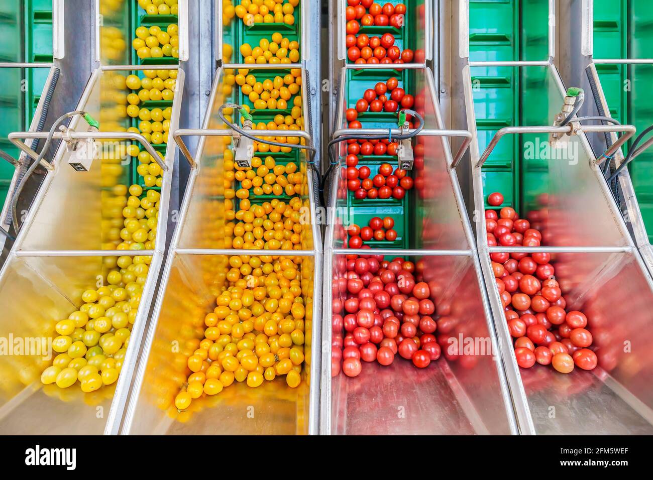 Pomodori freschi su nastro trasportatore verde in serra olandese pronti per l'ulteriore lavorazione Foto Stock