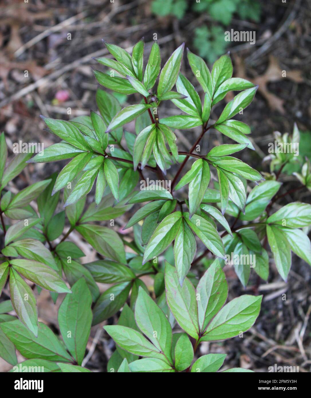 Il Foliage di una pianta di fiore di peonia Foto Stock