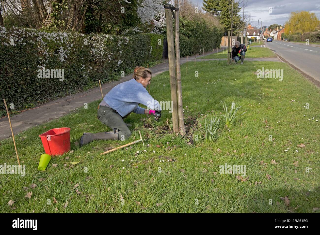 Donna che risplenda spazio verde vicino a bordo strada con i semi di fiori selvatici nativi Nel Mickleton Gloucestershire marzo 2021 Foto Stock