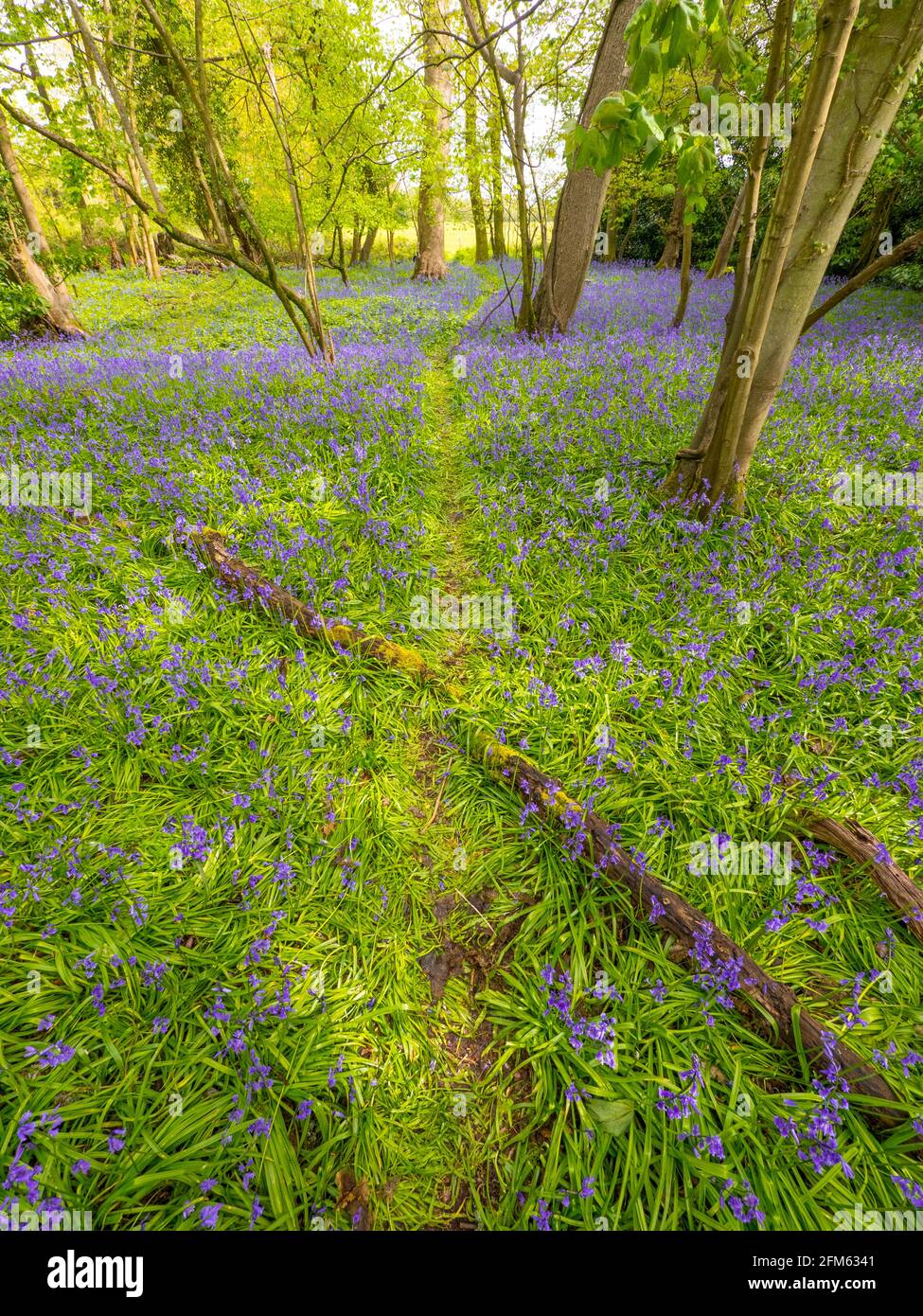 "Hyacinthoides non-scripta", Common Bluebell, Ancient Woodland, The Chilterns, Harpsden Wood, Henley-on-Thames, Oxfordshire, Inghilterra, Regno Unito, GB. Foto Stock