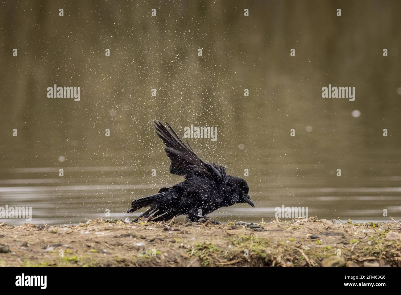 Corvo di Carrion (Corvus corone) lavando e scuotendo l'acqua di Foto Stock