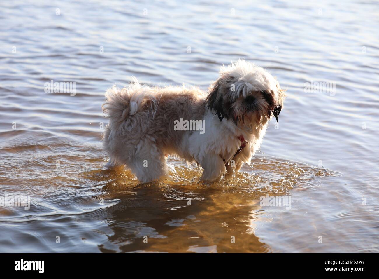 Un cane felice che sta raffreddando nell'acqua sopra la spiaggia in una giornata di sole Foto Stock