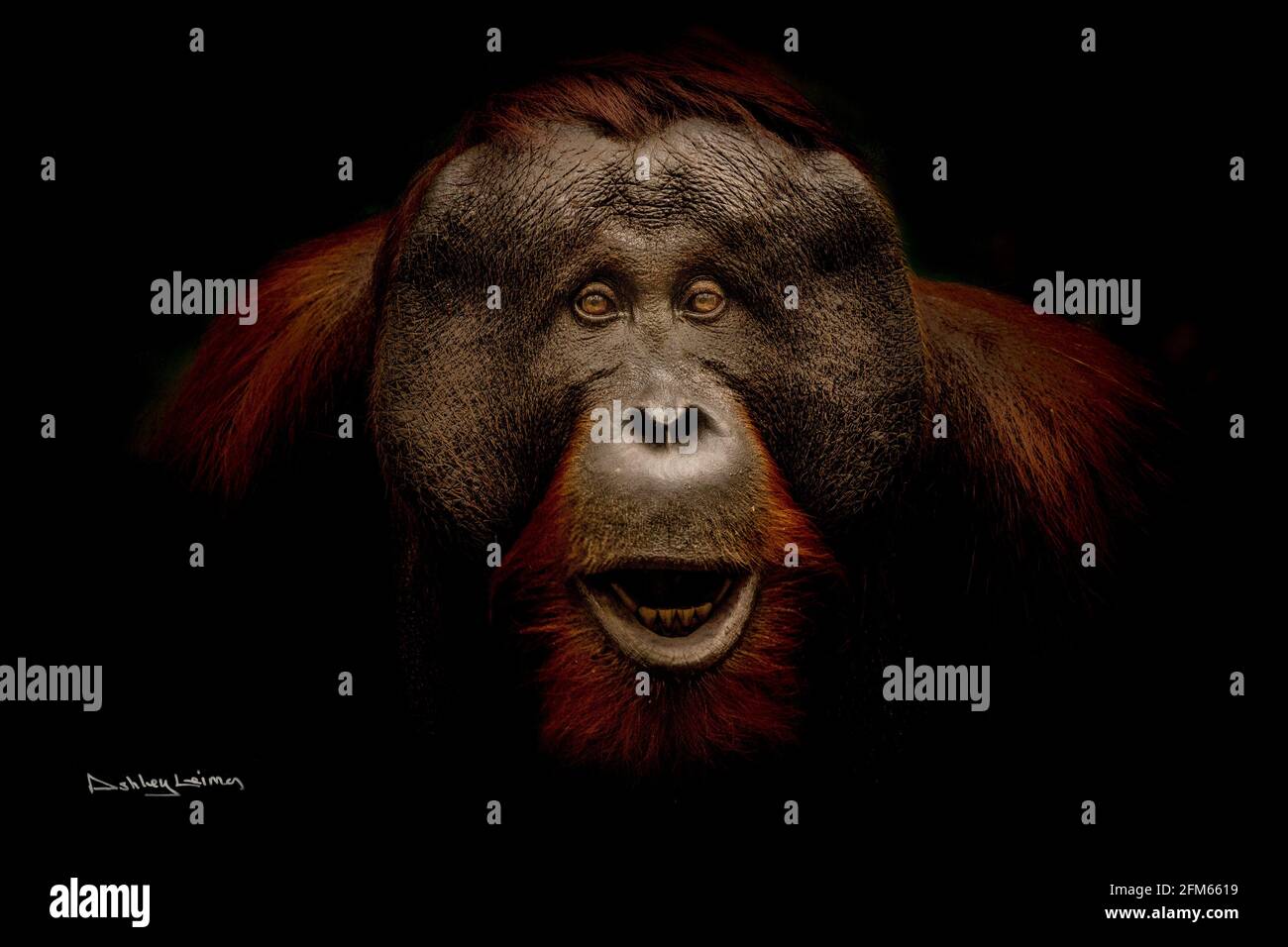 Stampa orangutana firmata da Ashley Leiman. SUSSEX, UK: QUESTA rara stampa firmata da DAVID ATTENDBOROUGH è in vendita per l'asta per salvare la vita dei gorilla e. Foto Stock
