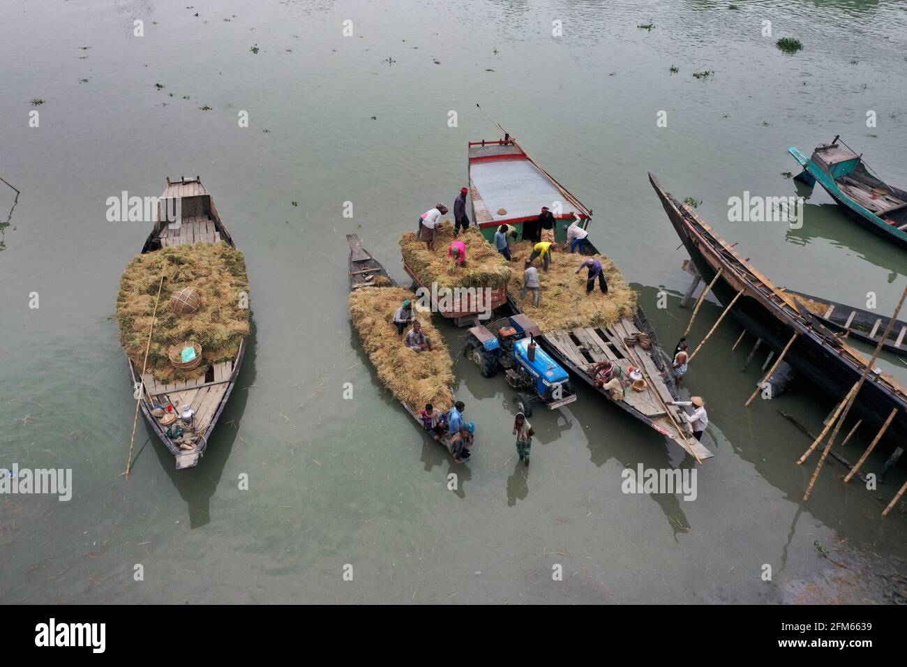 Kishoeganj, Bangladesh - 01 maggio 2021: Gli agricoltori tagliano il risone da Nikli Haor a Kishoeganj e lo portavano in barca. Più tardi, il risone viene portato a casa Foto Stock