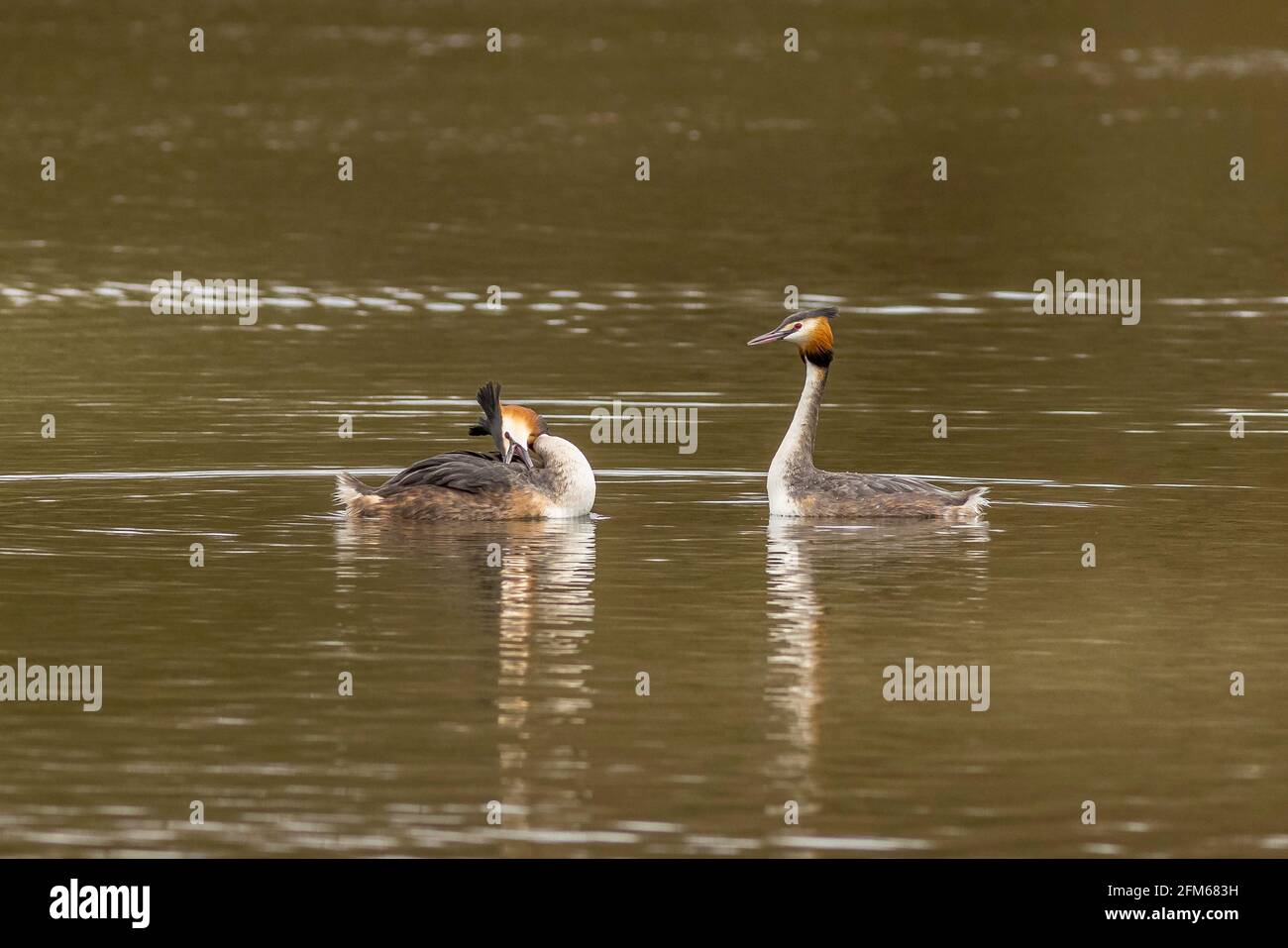 Grande grebe crestato (Podiceps cristatus) facendo una danza di corteggiamento Foto Stock