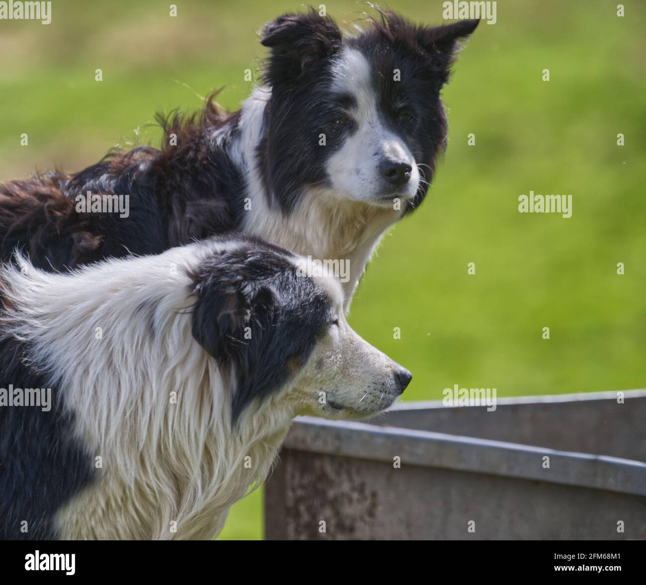 Collie Farm Dogs Foto Stock