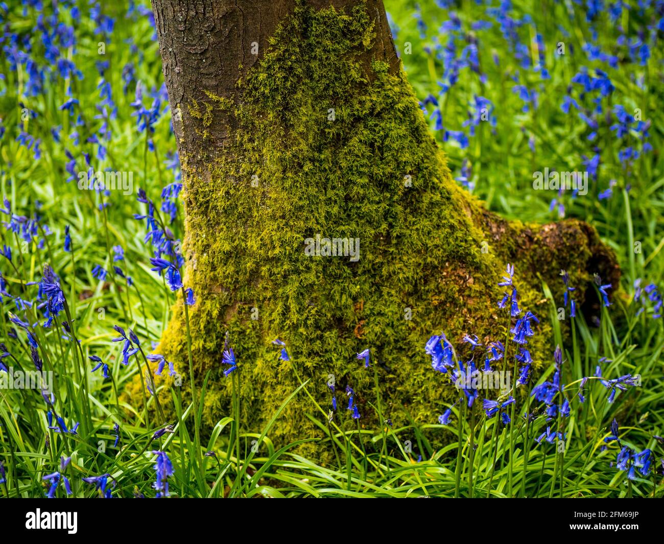 "Hyacinthoides non-scripta", Common Bluebell, Ancient Woodland, The Chilterns, Harpsden Wood, Henley-on-Thames, Oxfordshire, Inghilterra, Regno Unito, GB. Foto Stock