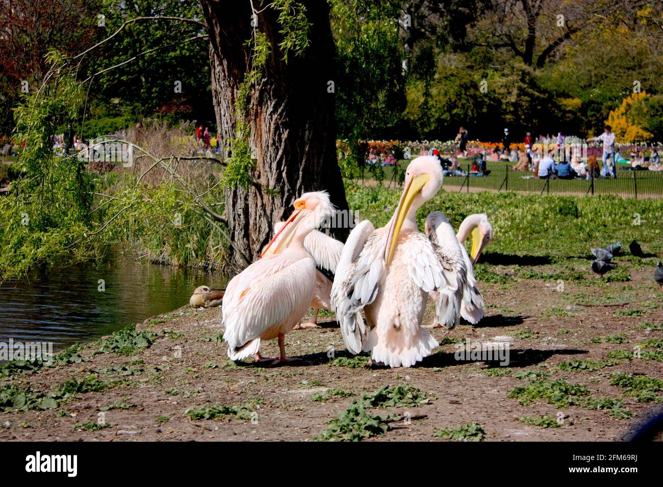 Pellicani rosa a St James' Park, Londra Foto Stock