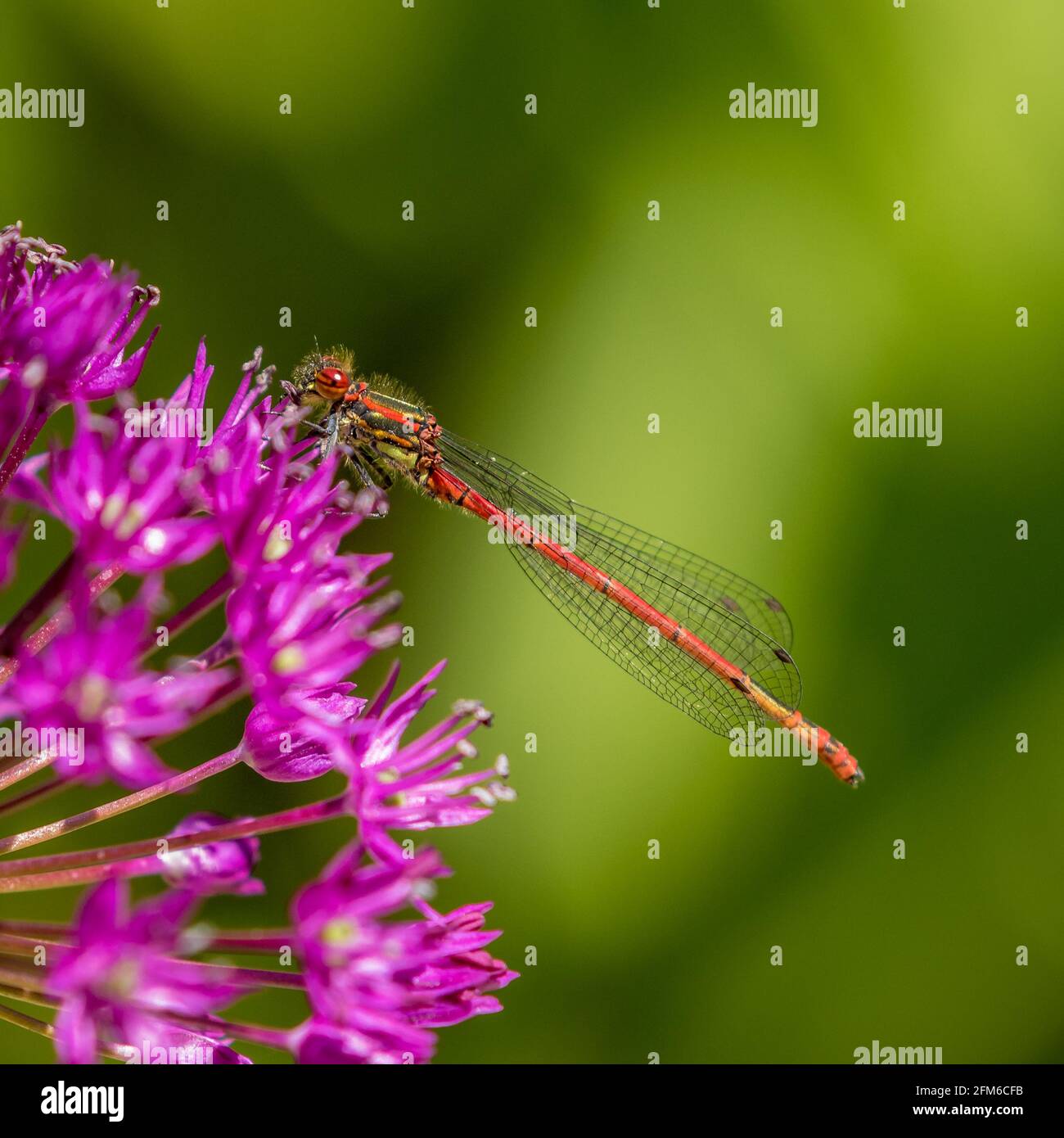 Grandi Damselfly rosso Foto Stock