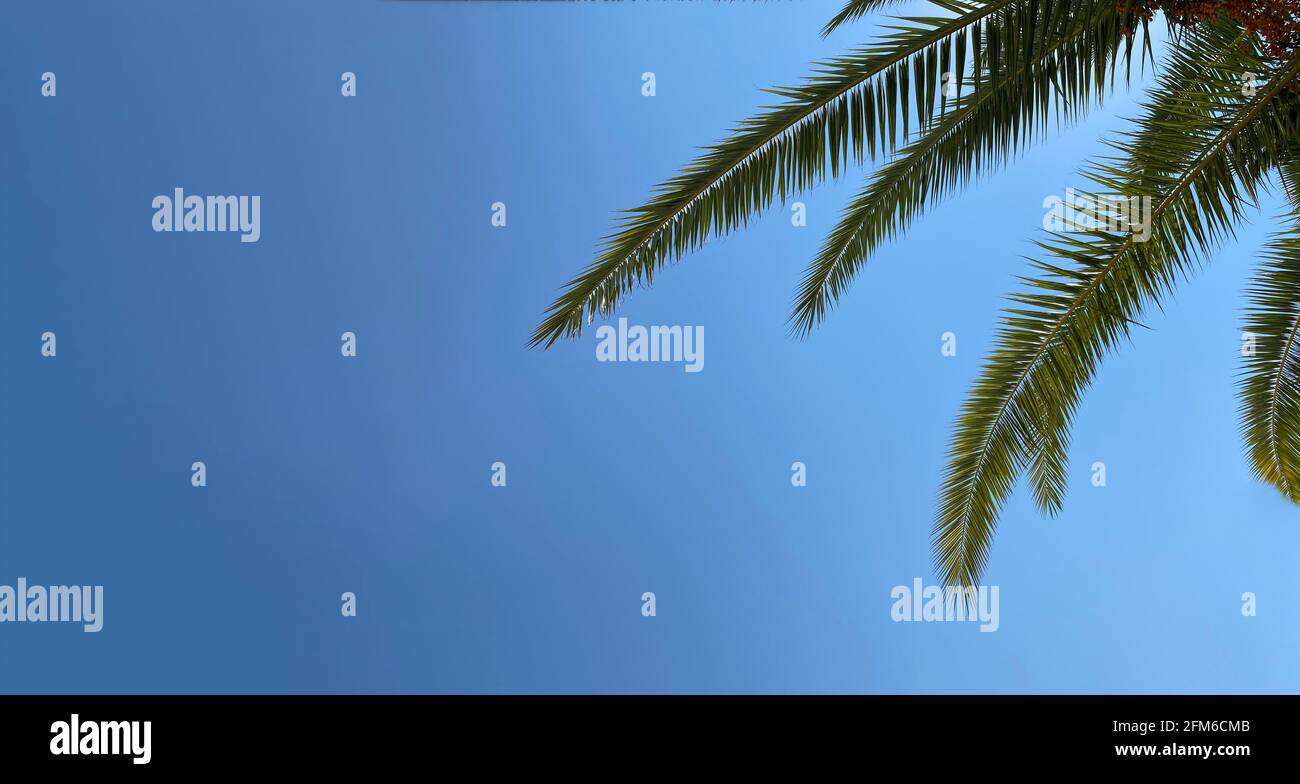 foglie di albero tropicale di fronte ad un cielo blu Foto Stock