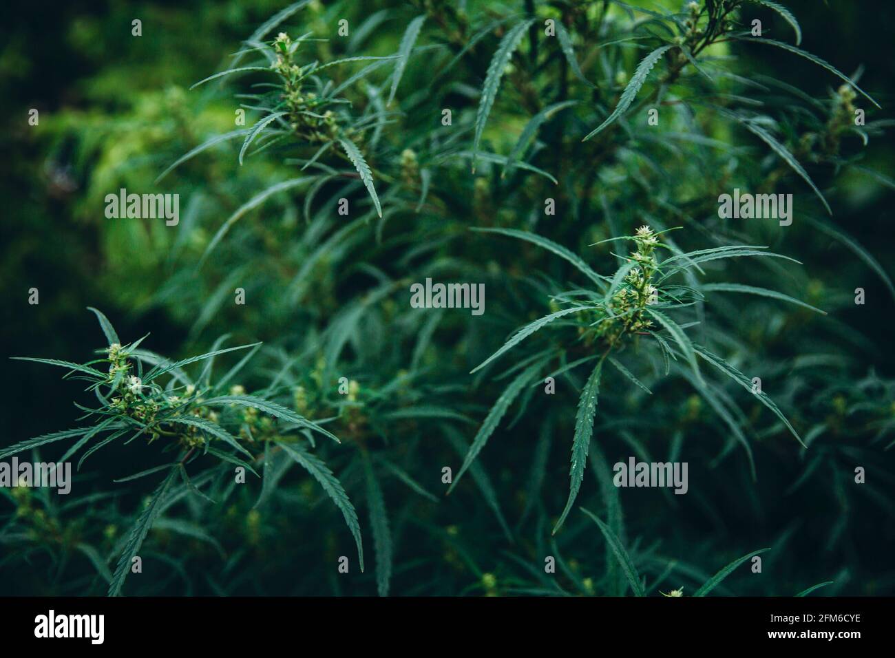 Pianta di marijuana verde con fiori e foglie. Cannabis terapeutica e medicinale. Medicina alternativa. Foto Stock