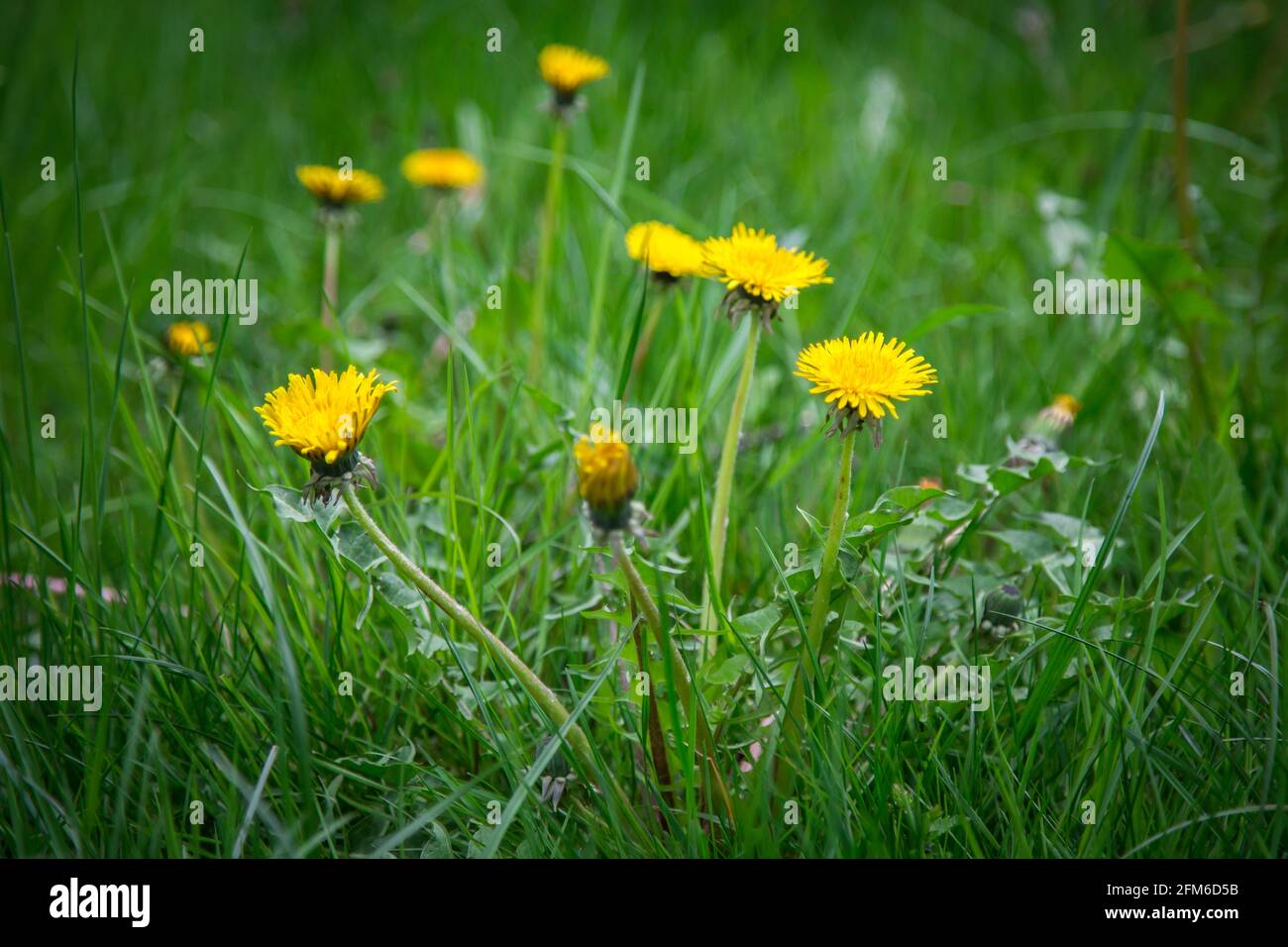 Dandelioni, fiori gialli primaverili (Taraxum officinale) Foto Stock