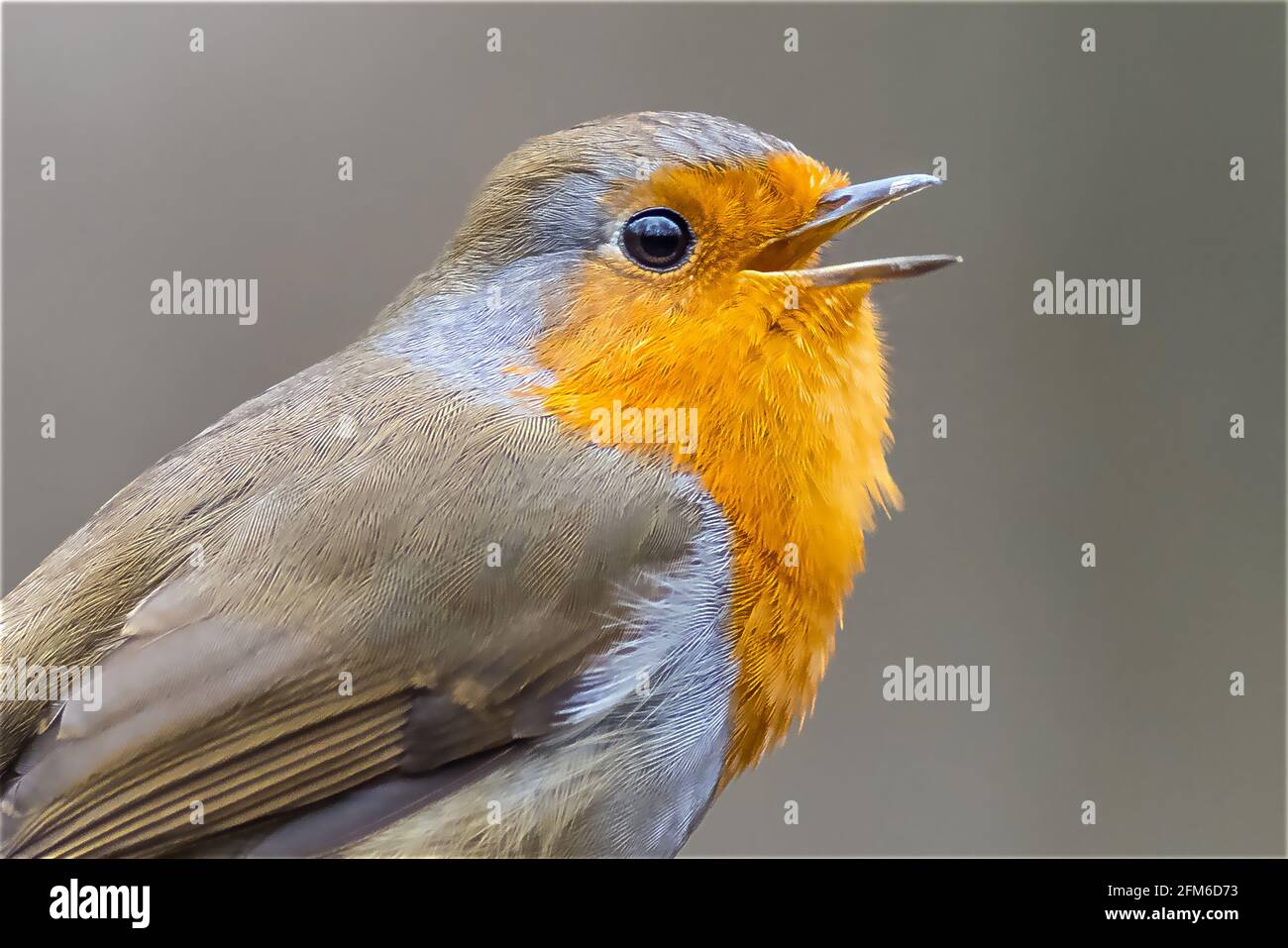 Ladrone europeo (Erithacus rubecula) appollaiato su un tronco Foto Stock