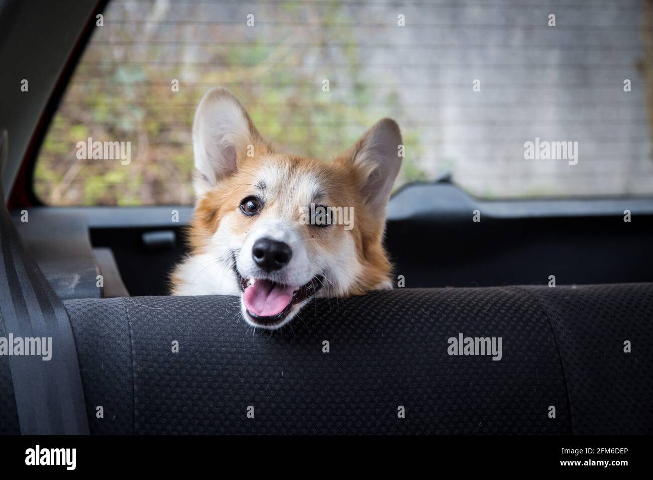 Gallese Corgi Pembroke seduto in macchina e in attesa il suo proprietario Foto Stock