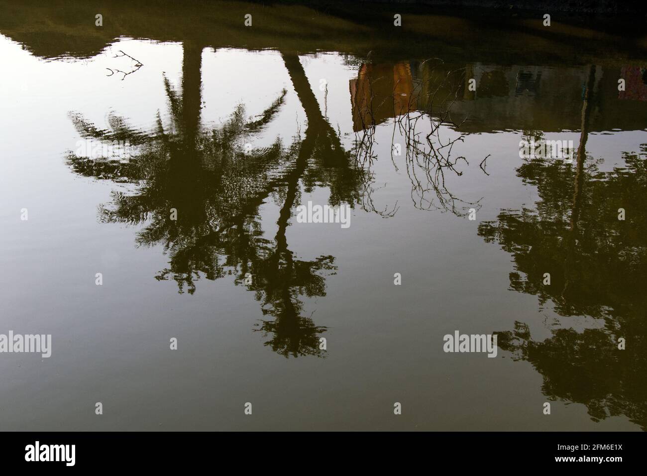 riflessione dell'albero sulla fotografia astratta dell'acqua Foto Stock