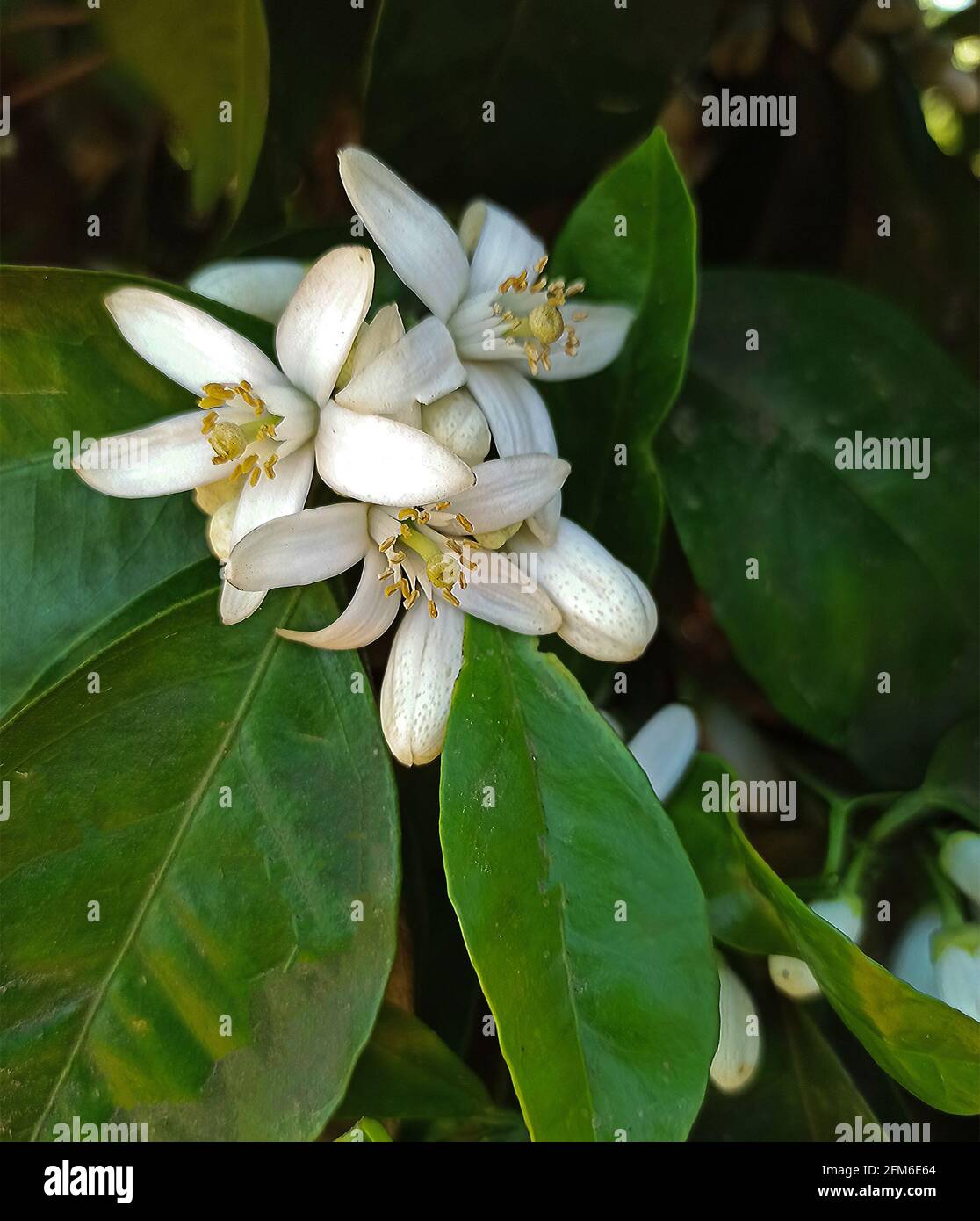 Close up di fiori di agrumi Foto Stock