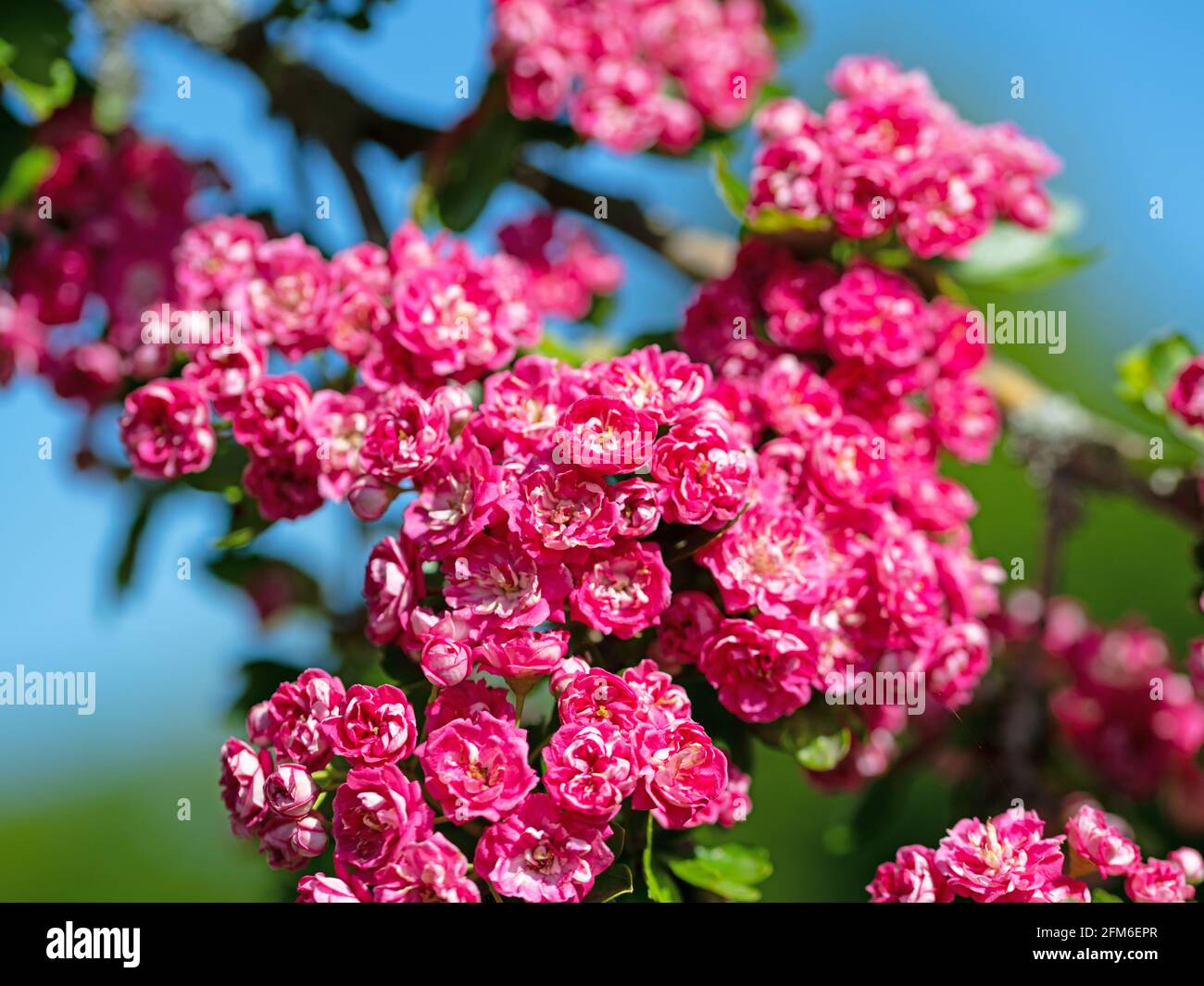 La spina rossa fiorente, Crataegus laevigata, in primavera Foto Stock