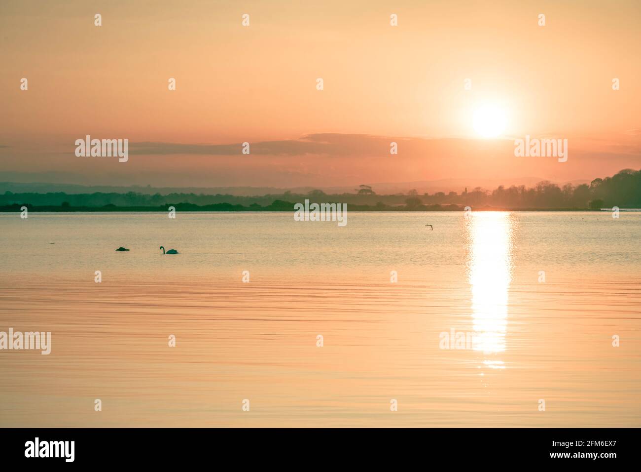 swan che si nuota al sole tramonta su Lough Neagh, Armagh Foto Stock