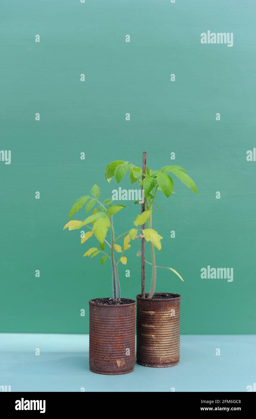pianta di pomodoro in un lattina arrugginita Foto Stock