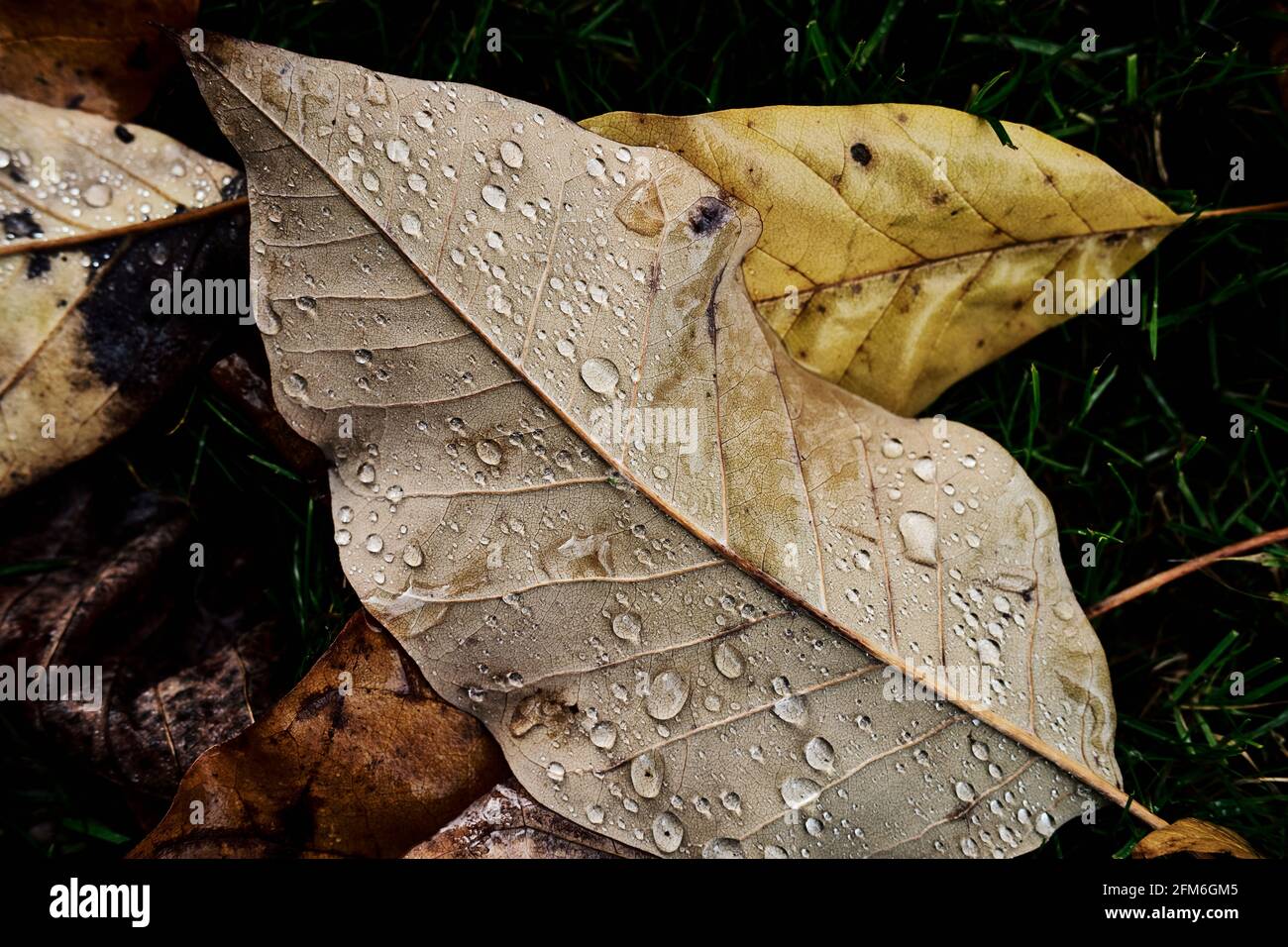 Primo piano delle foglie con gocce d'acqua Foto Stock