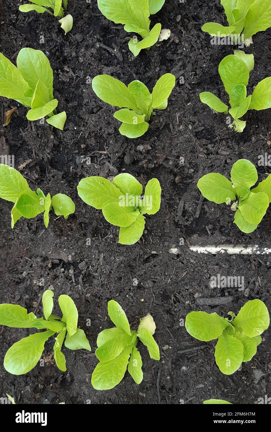 Piante di insalata in primo piano nel giardino vegetale Foto Stock