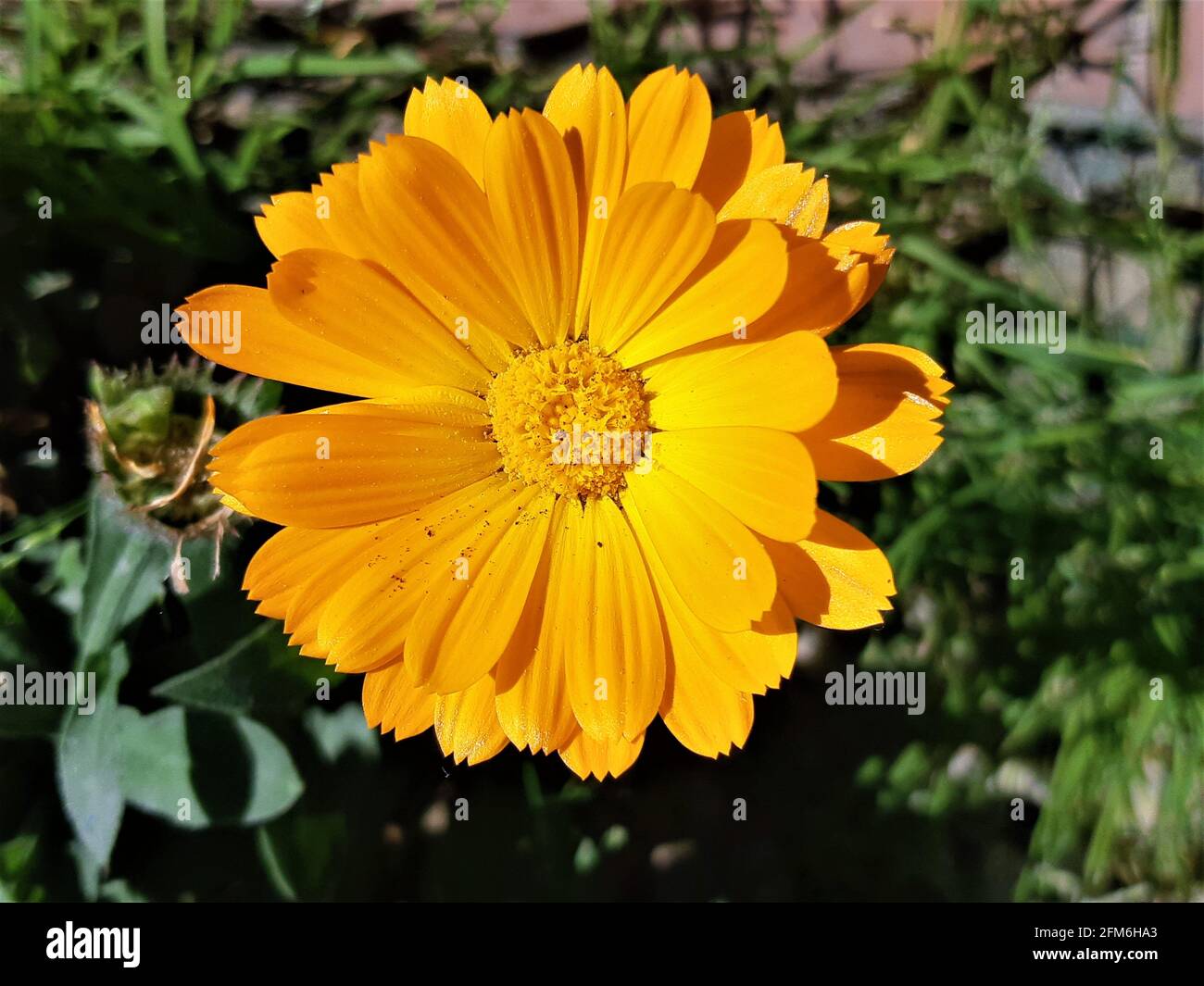 Fiore Marigold in primo piano Foto Stock