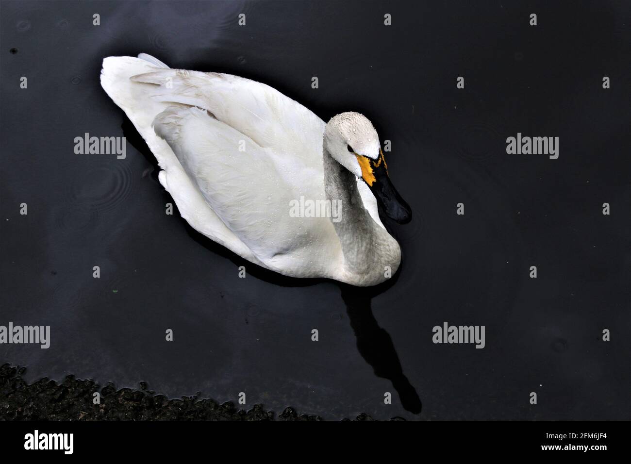 Un primo piano di un bewick Swan sull'acqua Foto Stock