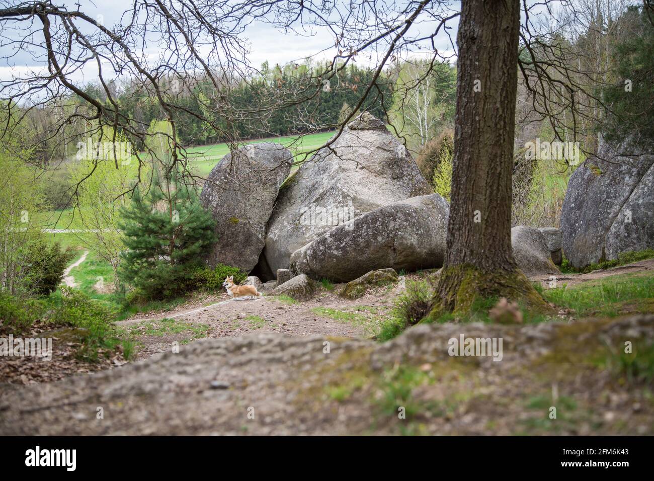 Rocce nel Blockheide, un parco naturale a Gmünd, Waldviertel, Austria Foto Stock