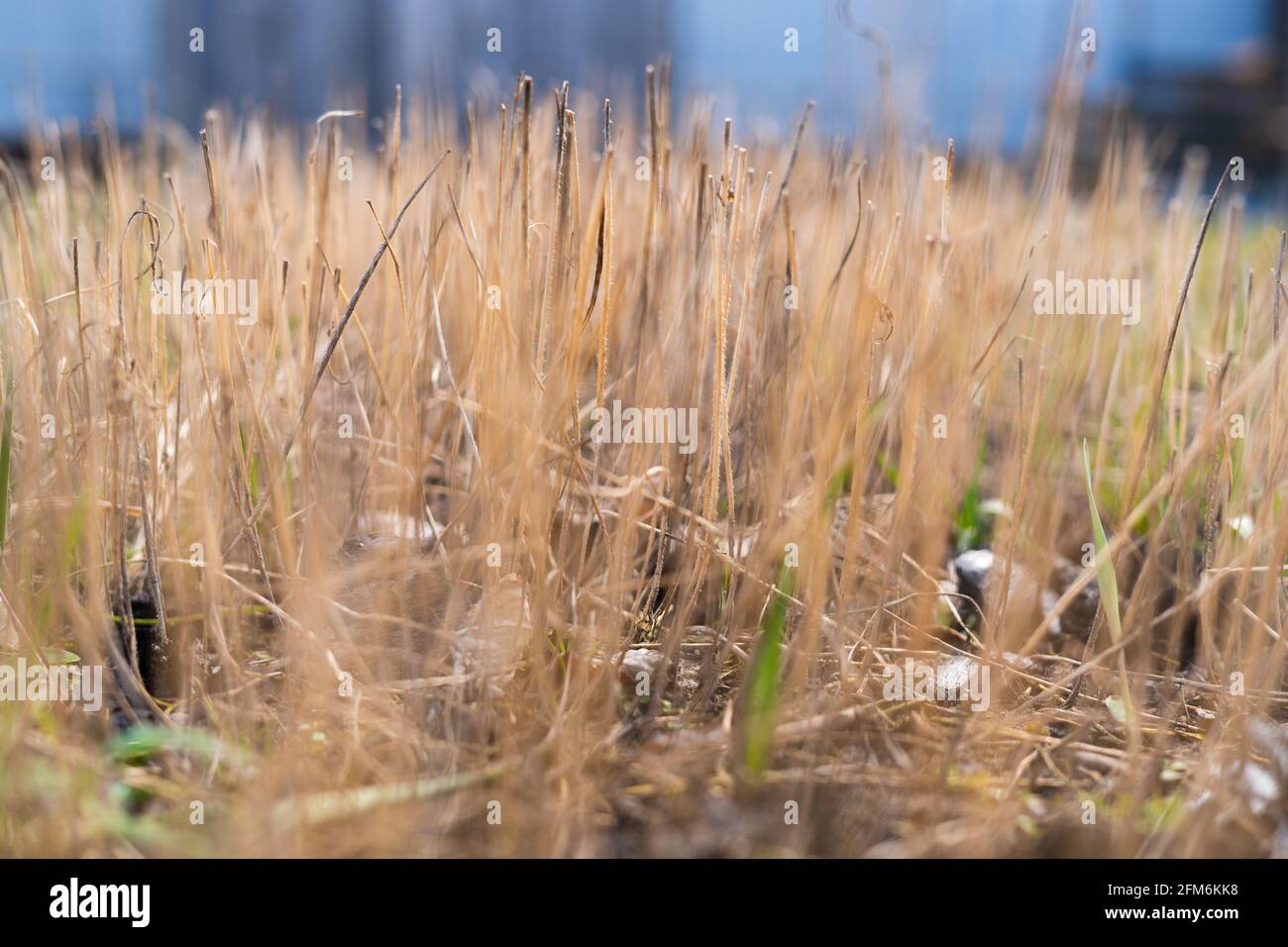Erba gialla asciutta da vicino in primavera Foto Stock